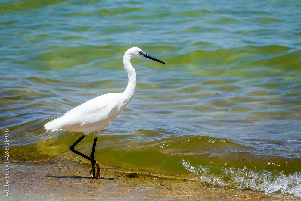 little egret on the shores of lake victoria little egret on the shores of lake victoria
