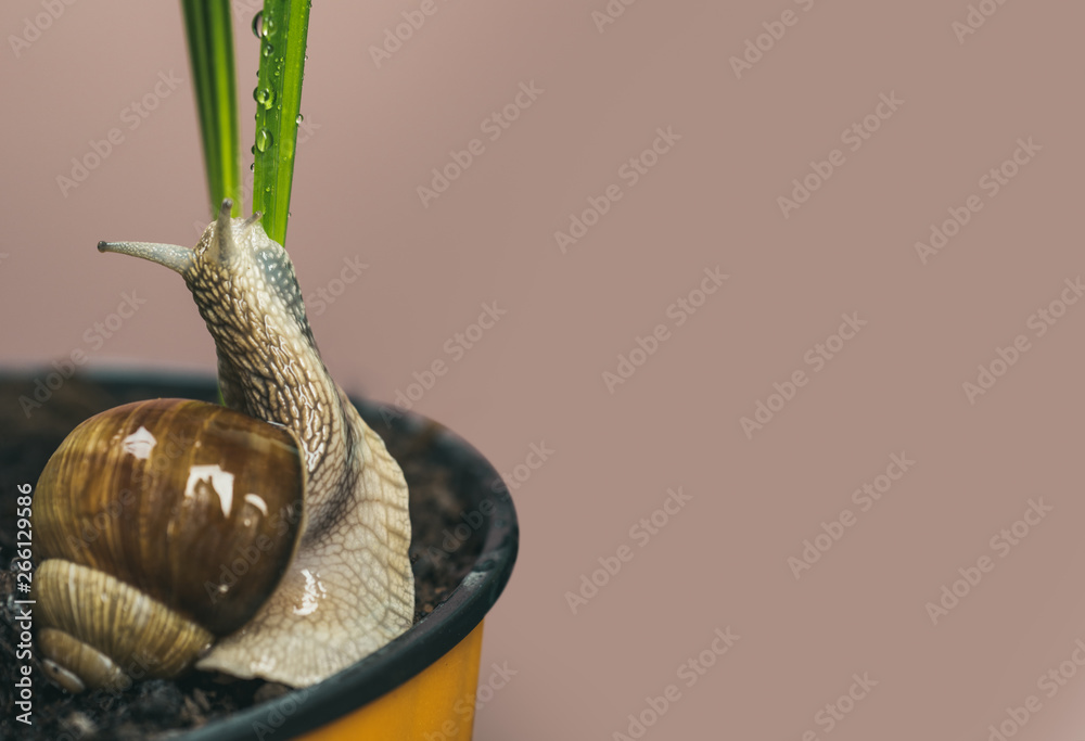 Cute snail near green plant. Natural remedies. Adorable snail close up