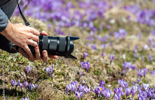 photographer hands with camera taking pictures of crocuses photo