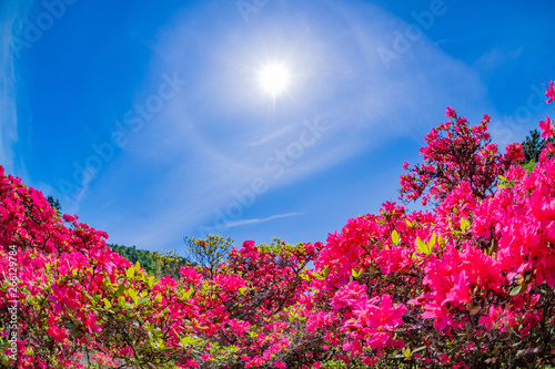 静岡県伊東市　小室山公園のツツジと太陽　魚眼レンズ