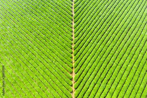 beautiful tea plantation background texture
