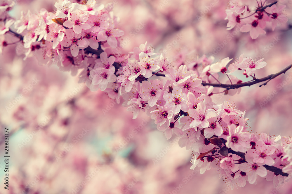 Branches of the flowering cherry tree. Natural spring background Branches of the flowering cherry tree. Natural spring background