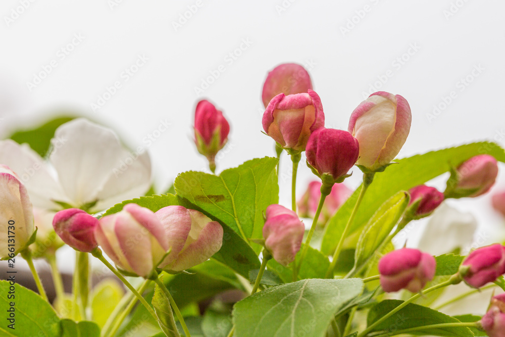 Obraz premium Begonia flowers and flower buds open in spring, outdoors，Malus spectabilis