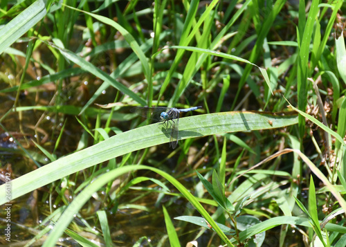 Blue Dasher Dragonfly on a leaf
