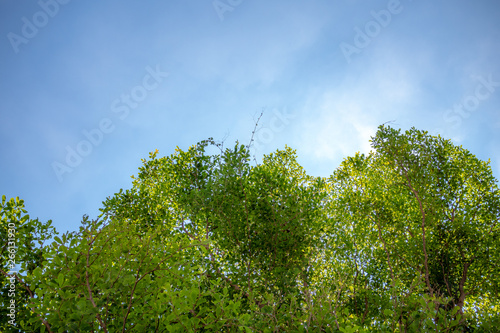 Fresh green trees on blue sky background with copy space