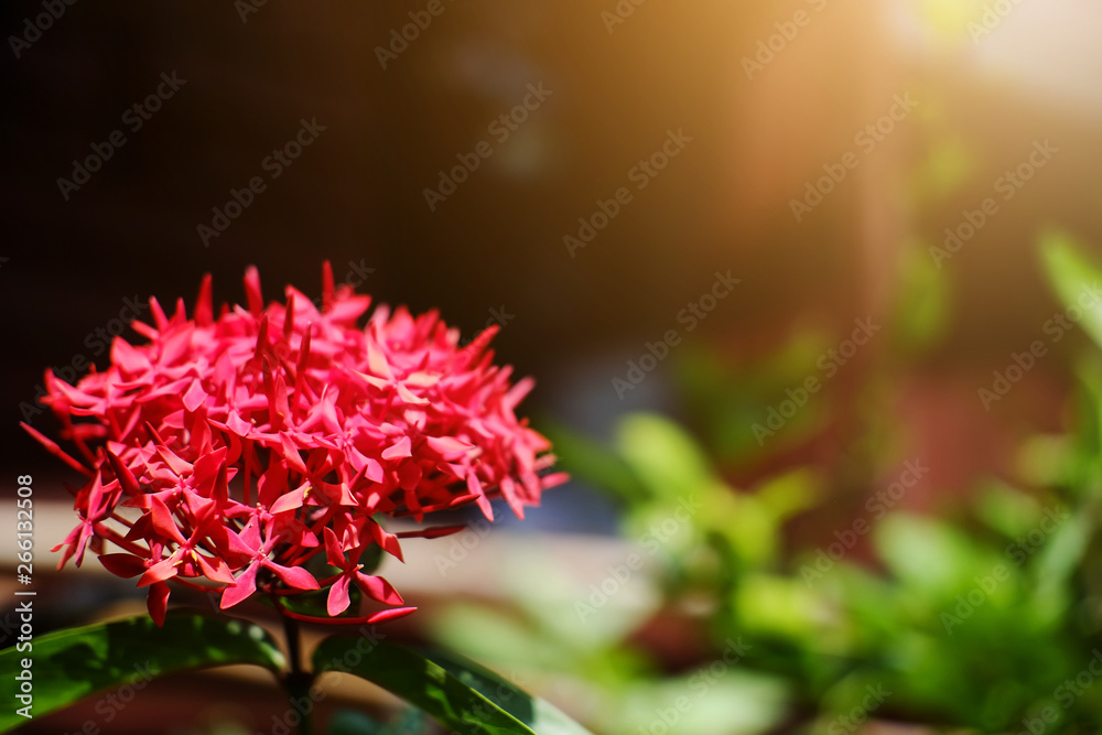 Blooming red Ixora flowers with natural sunlight in garden.