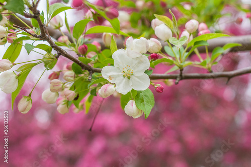 Begonia flowers and flower buds open in spring  outdoors   Malus spectabilis