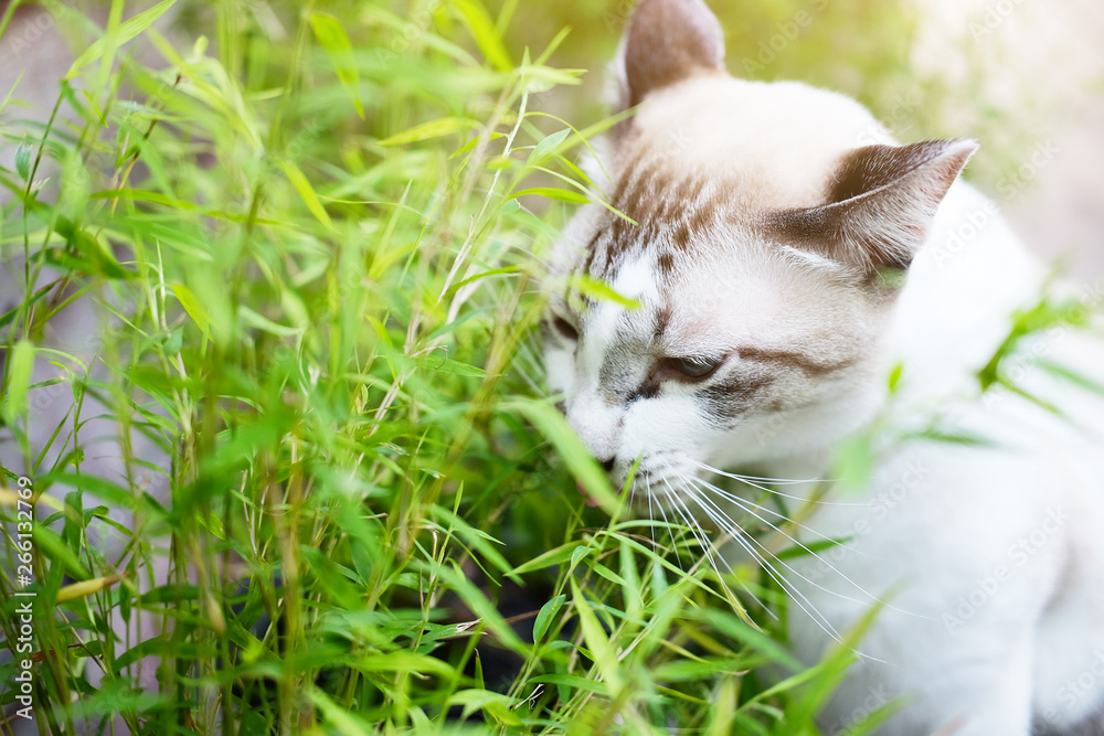 Grey cat relax and eating grass herb in garden