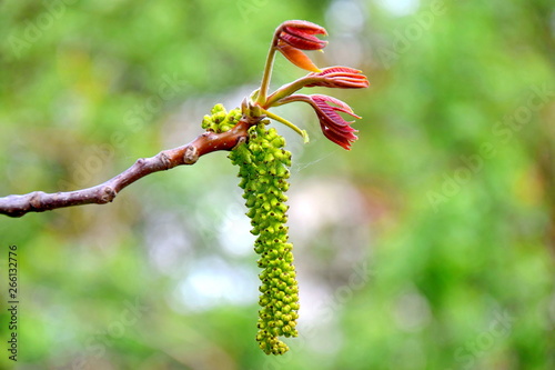 Walnut Juglans Blooming on Spring
