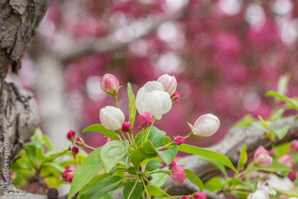 Obraz premium Begonia flowers and flower buds open in spring, outdoors，Malus spectabilis