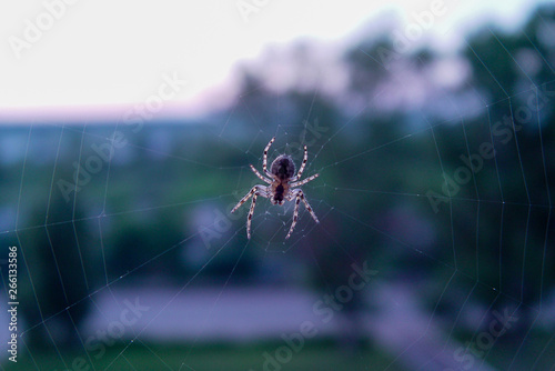 Spider in the center of the web
