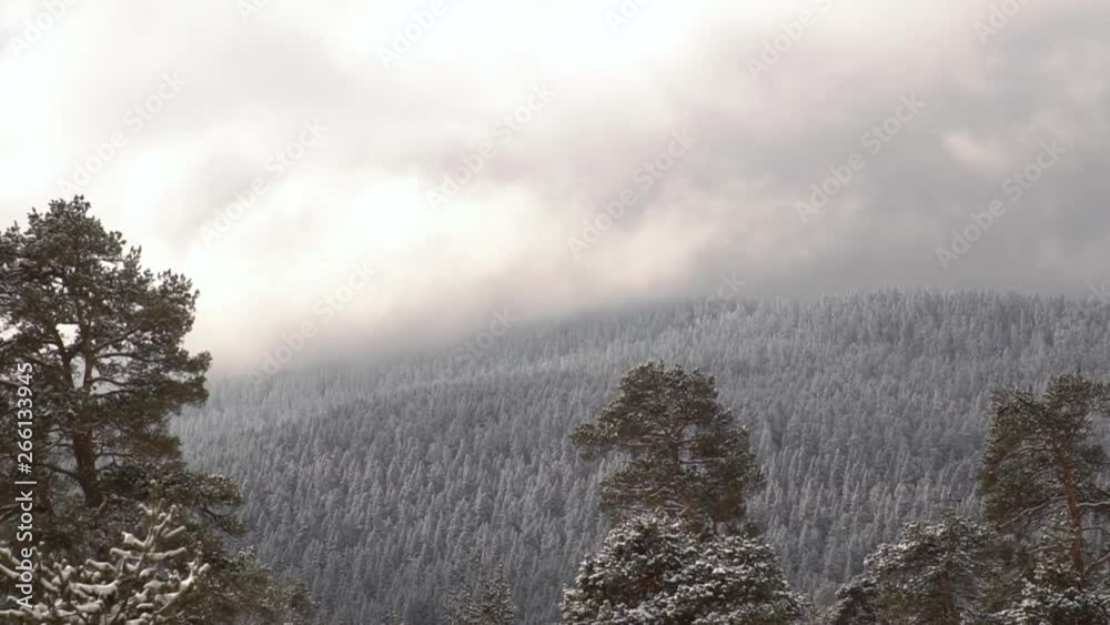snowy pine forests / karabuk yenice forest in turkey snowy pine forests / karabuk yenice forest in turkey