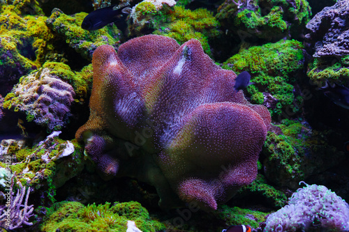 Underwater world close up. photo