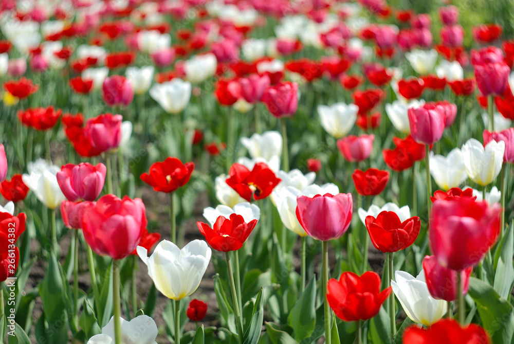 Field of tulips