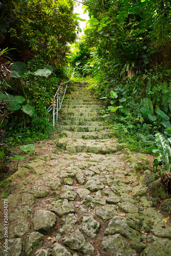 The landscape around Big bishop wood trees estimated to be more than 200 years old  in Okinawa photo