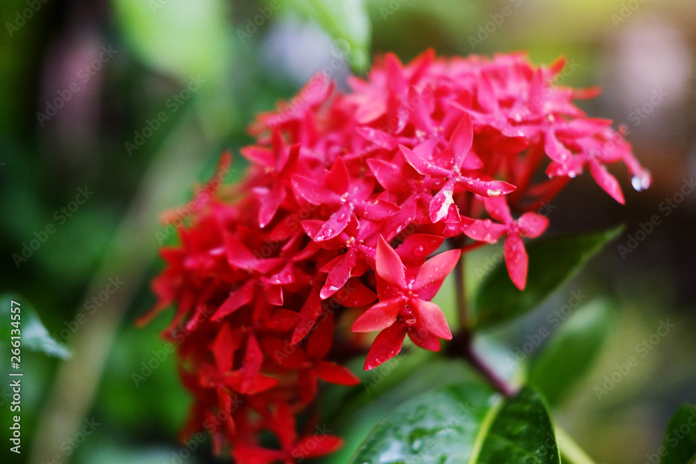 Fresh red Ixora flowers with water dew drops and sunlight in the garden Fresh red Ixora flowers with water dew drops and sunlight in the garden