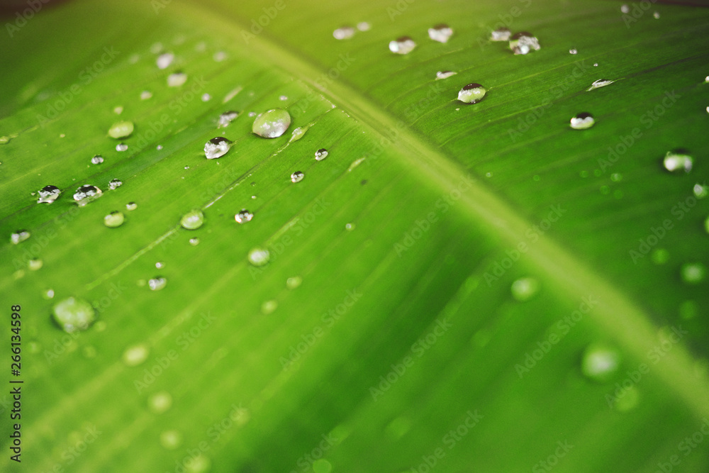 Fresh banana green leaves and water dew drops with sunlight in the garden Fresh banana green leaves and water dew drops with sunlight in the garden