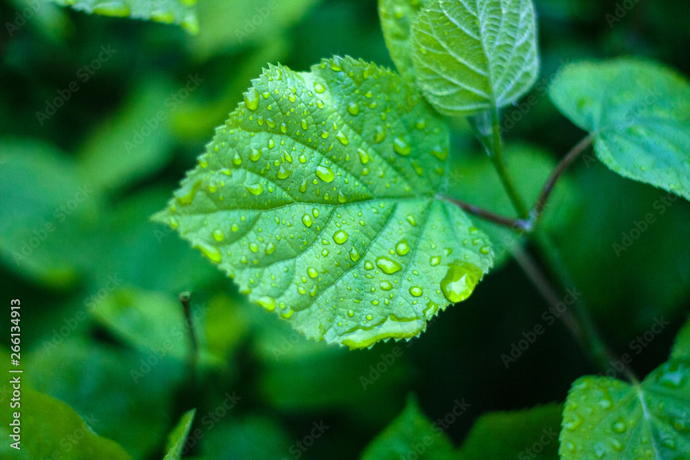 Green fresh leaves with water drops background Green fresh leaves with water drops background