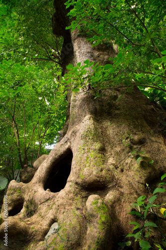 Big bishop wood trees estimated to be more than 200 years old in Okinawa