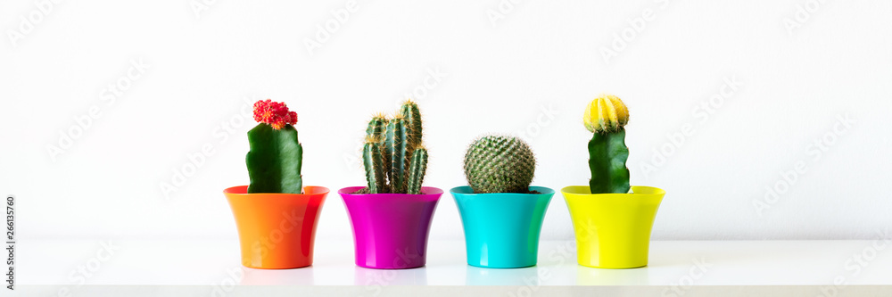 Various flowering cactus plants in bright colorful flower pots against white wall. House plants on white shelf web banner. Various flowering cactus plants in bright colorful flower pots against white wall. House plants on white shelf web banner.