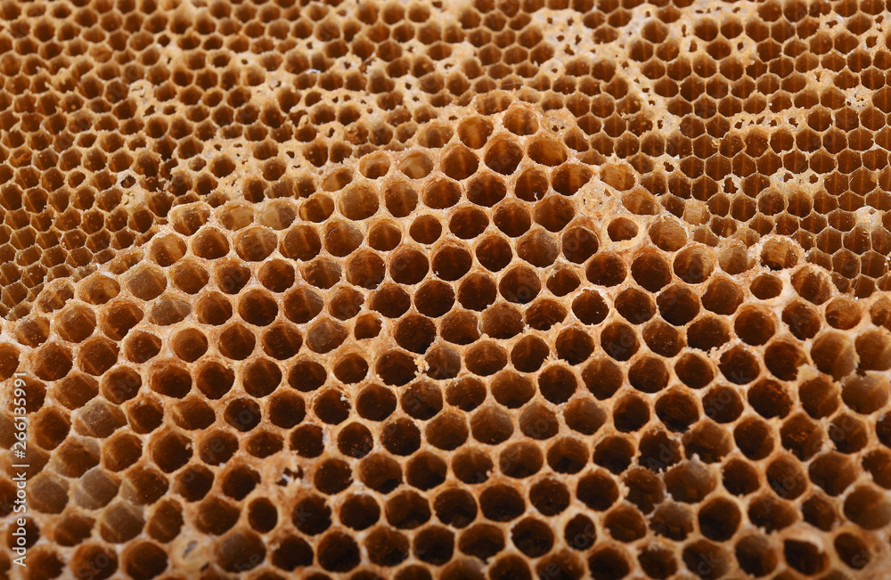 Close up Fresh Honeycomb background