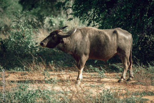 Male water buffalo stands sideways on green tree background
