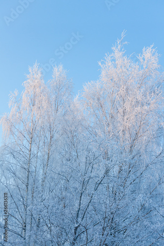Birch tree covered in frost © Juhku
