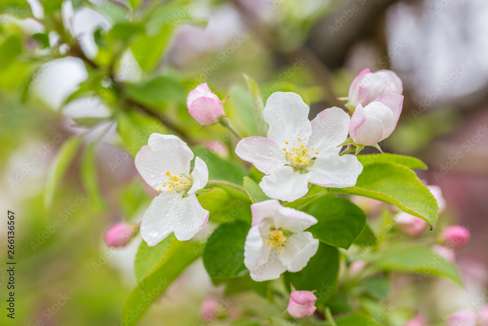 Begonia flowers and flower buds open in spring, outdoors,Malus spectabilis Begonia flowers and flower buds open in spring, outdoors,Malus spectabilis