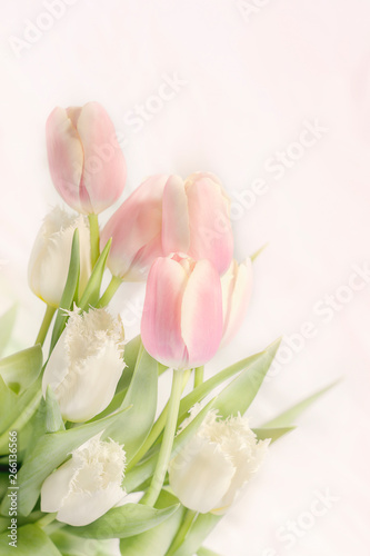 bright bouquet of pale pink with white tulips for congratulations