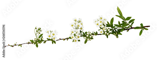 Spring twig of spiraea flowers and buds