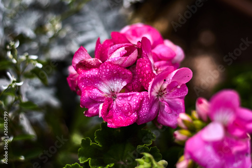 Pink flower with dew