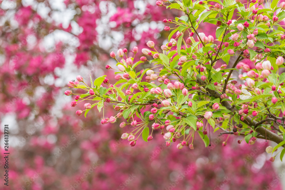Begonia flowers and flower buds open in spring, outdoors,Malus spectabilis Begonia flowers and flower buds open in spring, outdoors,Malus spectabilis