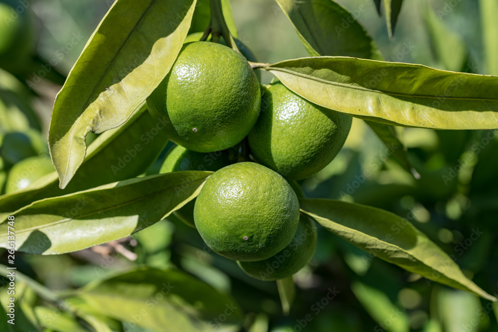 Young fruits of satsuma orange, on the branch Young fruits of satsuma orange, on the branch