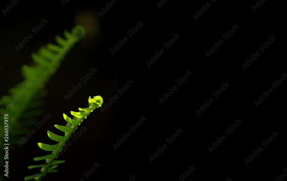 Naklejka premium Freshness Green leaf of Fern on black background