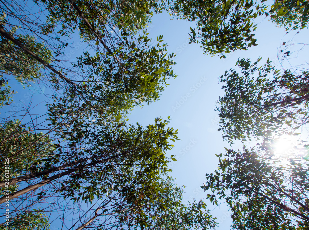 View at the treetop of eucalyptus trees in the farmland View at the treetop of eucalyptus trees in the farmland