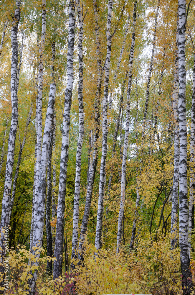 forest in autumn