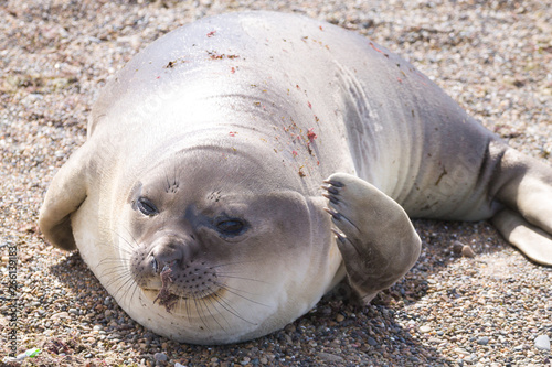 Elephant seal on beach close up, Patagonia, Argentina © elleonzebon