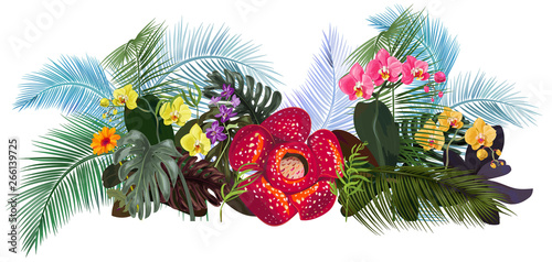Panoramic view with tropical plants: Rafflesia arnoldii, Dendrobium, red, yellow Phalaenopsis orchid flowers, gerbera, monstera, coconut palm leaves. Illustration in watercolor style, vintage, vector