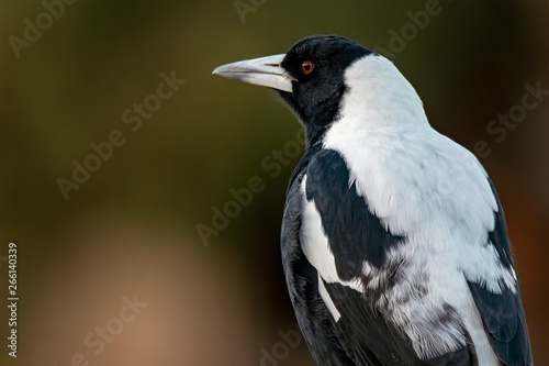 Australian Magpie portrait  Cracticus tibicen 