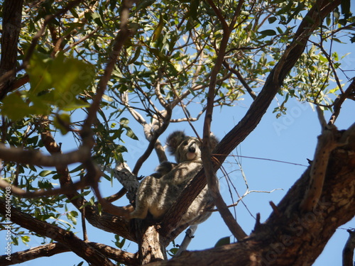 young female Koala (Phascolarctos Cinereus) with baby sitting high up an eucalyptus tree, Magnetic Island, Australia