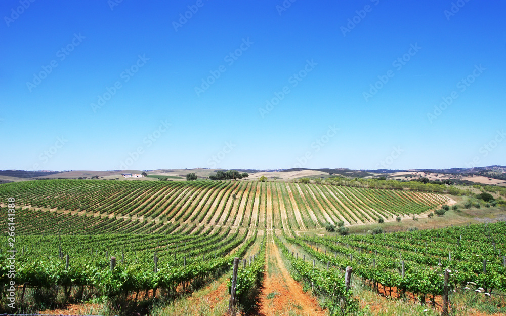 Vineyard at Alentejo region,south of Portugal