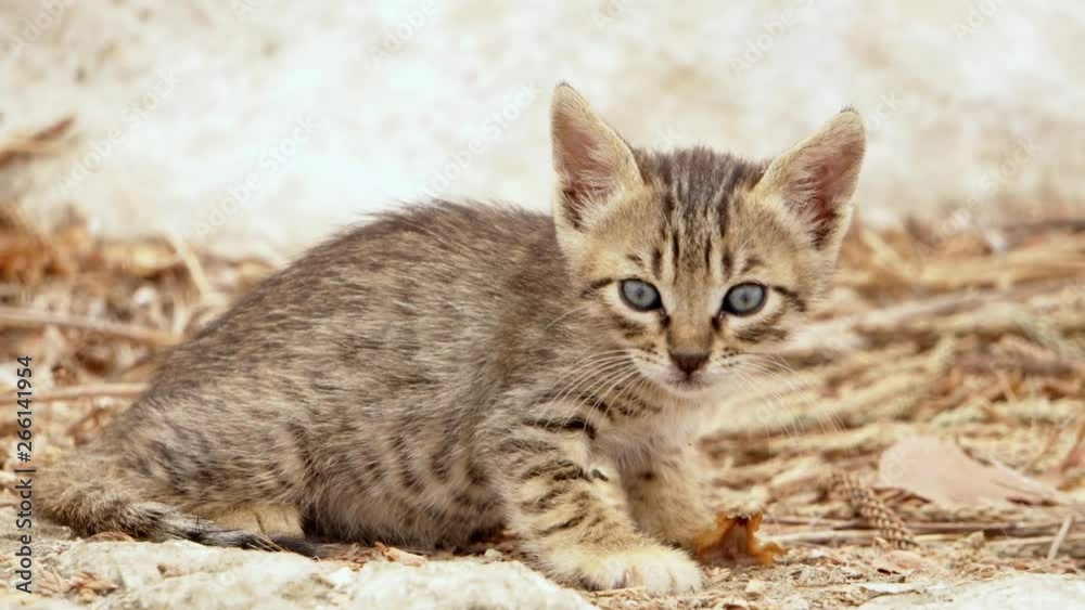 Homeless cute brown kitten outside. Adorable street little cat lyingon the ground outdoors. Stray lovely kitty resting Homeless cute brown kitten outside. Adorable street little cat lyingon the ground outdoors. Stray lovely kitty resting