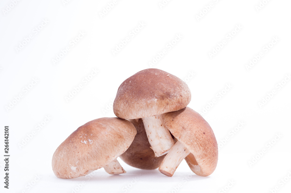 Hill of mushrooms shiitake. Shiitake mushroom isolate. Three shiitake mushrooms. Hill of mushrooms shiitake. Shiitake mushroom isolate. Three shiitake mushrooms.