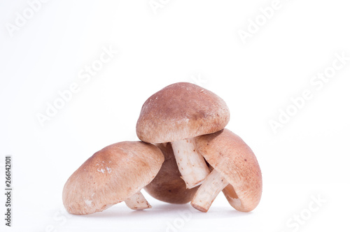 Hill of mushrooms shiitake. Shiitake mushroom isolate. Three shiitake mushrooms.