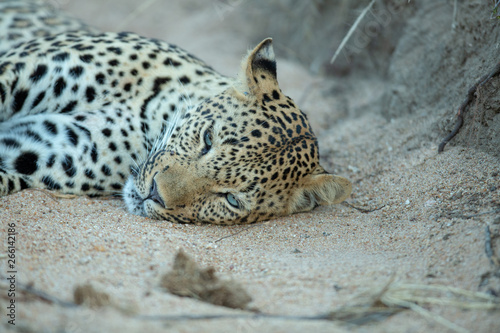 A young female leopard lying in a river bed to digest a recent meal.