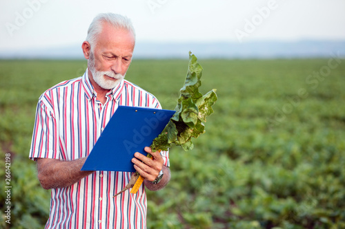 Serious gray haired agronomist or farmer examining young sugar beet plant in field. Writing data to a clipboard