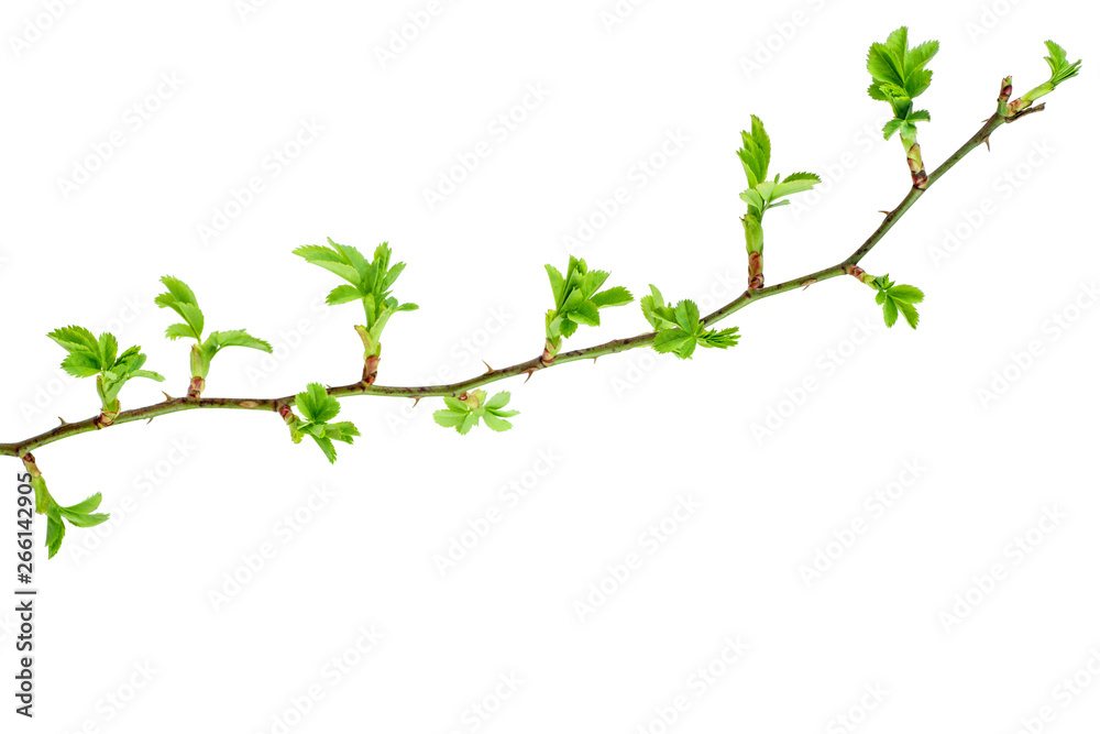 Wild rose branch with fresh leaves