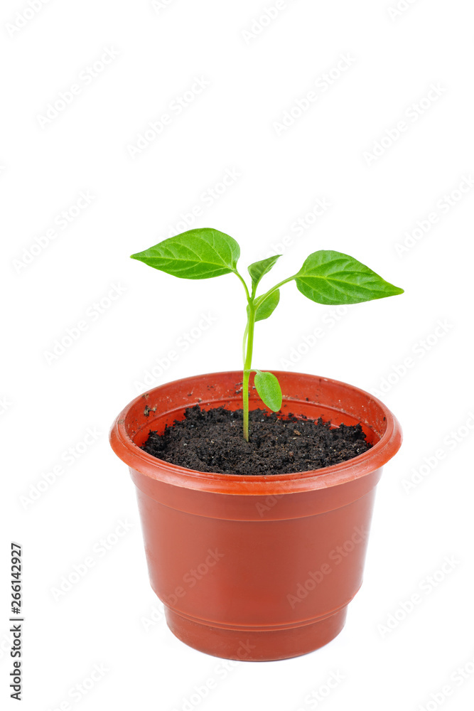 Red pepper sprout in brown plastic pot isolated on white background Red pepper sprout in brown plastic pot isolated on white background