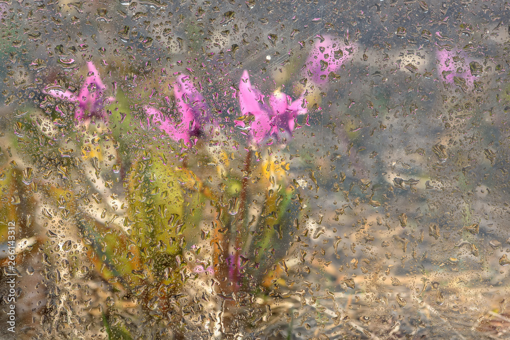 drops water glass rain flowers meadow spring drops water glass rain flowers meadow spring