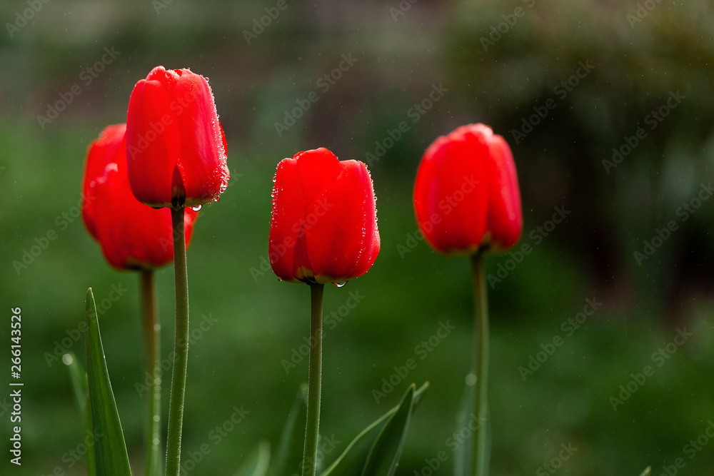 Obraz premium Fresh red tulips flowers after rain on nature green background.